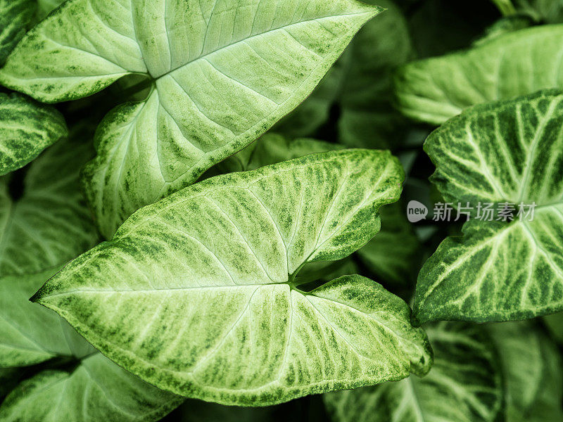 syngonium，叶绿色背景，叶，自然，叶，syngonium podophyllum schott